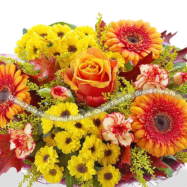 Вальдивия + сертификат 1000